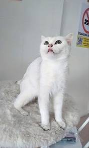 British Short Hair BSH Female cat