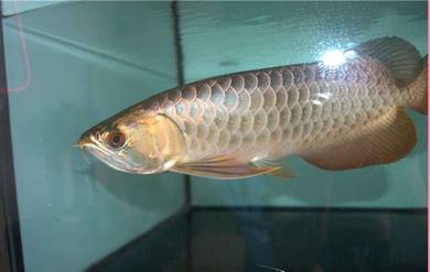 Malaysia golden blue base 10 inch -wholesale price