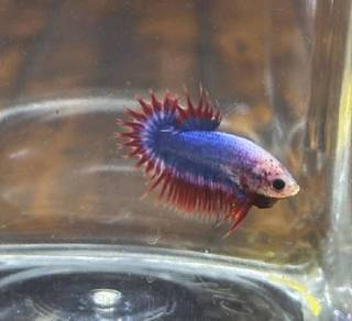 Betta Fish Ikan Laga CTPK Mascot