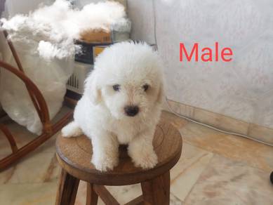 Bichon For Sales