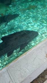 oxydoras niger catfish 
