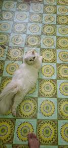 Mating Service Superlonghair White