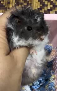 Hamster syrian big bone rex hair
