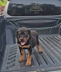 Rottweiler