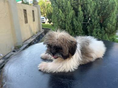 Shih Tzu puppy