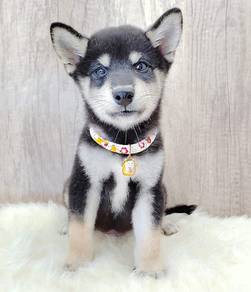Shiba