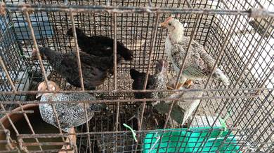anak ayam kampung asli