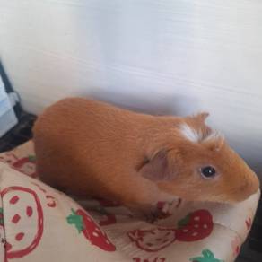 Guinea pig