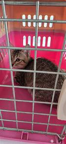 Cats need a lovely home