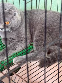 BSH Male