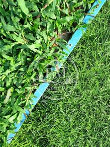 Rumput Karpet | Jepun | Cowgrass