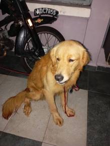 golden retriever 