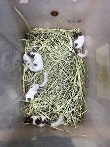 tupai mini sugar glider hamster dormouse dormice