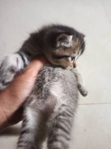 Kitten 2Month
