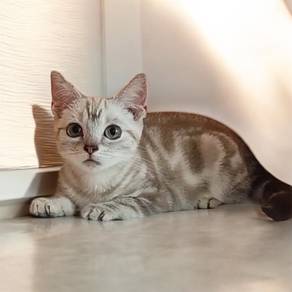 American short hair male n female