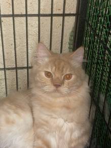 PERSIAN MIX RAGDOLl