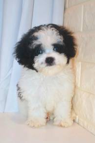 J0305 Shihpoo Toy Size Teddy Puppy