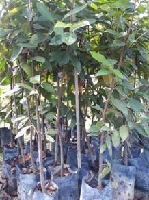 Benih Pokok Gajus