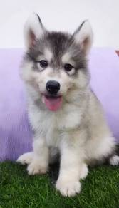 Wooly husky pure cooper color