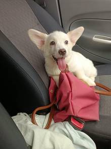 Corgi