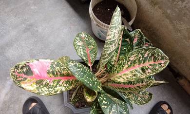 Pokok Aglonema Plant 