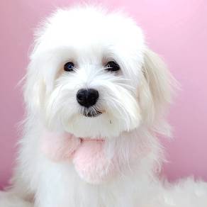 Maltese