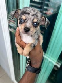 chihuahua available &8