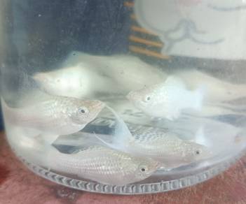 Ikan Molly Platinum