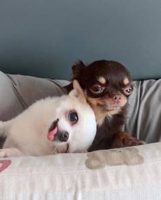 Chihuahua
