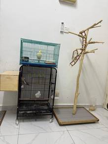 Yellow and Grey Cockatiel FREE Cages & Perch Stand