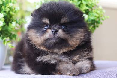 Pomeranian