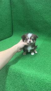 吉娃娃男
Chihuahua
Male
MM-2
Dob ： 22-05-26