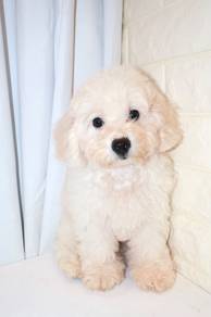 J0259 Maltichon Snow White Teddy Puppy