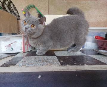 BSH munchkin