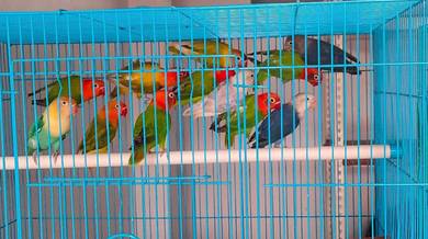 burung