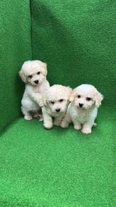 Pure Breed White Short Legs Poodle (2M1F) 