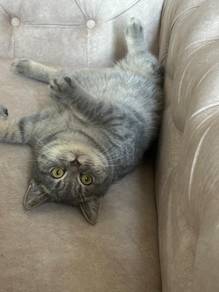 Kucing jantan untuk kahwin /male cat for breeding