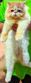 Kucing