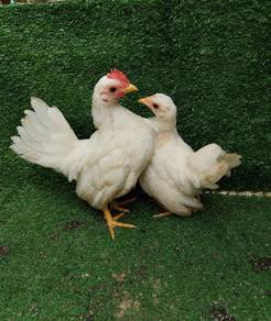 anak ayam serama 