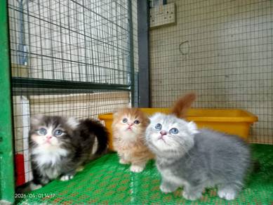kucing munchkin super short / kaki pendek betina