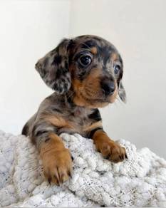 Whimpery Daschund / Premium Sausage / Long Body /
