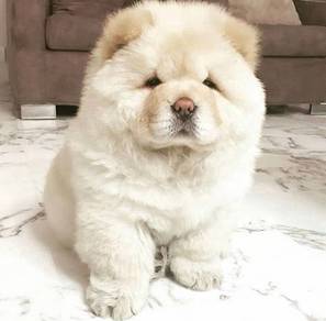 YYO-1133 Chow Chow big paws puppies dogs