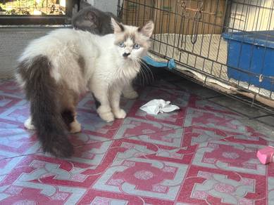 ragdoll female