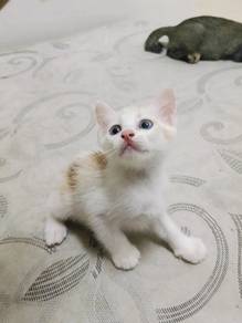 Cat adoption 