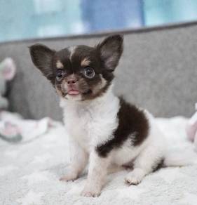 CHIHUAHUA PUPPIES 212🌷Head Apple Cute Dog Girl
