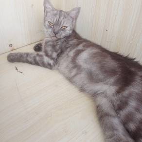 British short hair MIX PERSIAN 