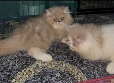 Kucing parsi