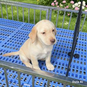 Labrador Retriever puppy