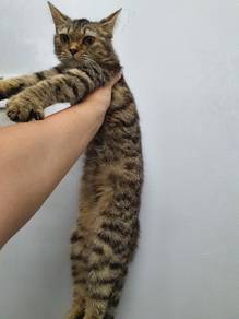 kucing bsh mix munchkin bengal