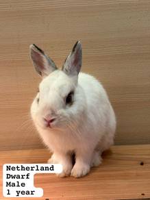 Netherland Dwarf Untuk Dijual !!